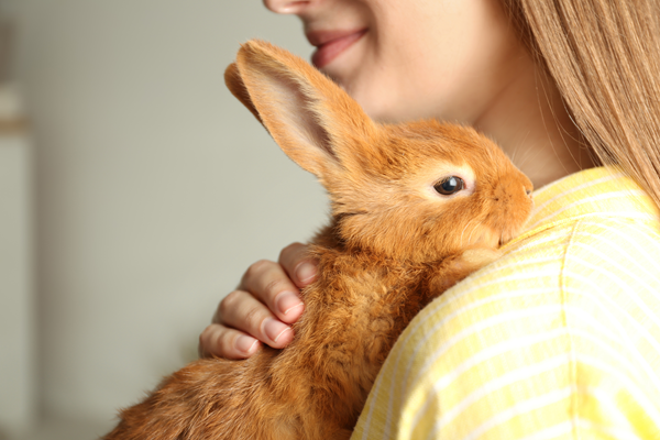 image for Rabbit Rescues: A Guide to Proper Rabbit Care