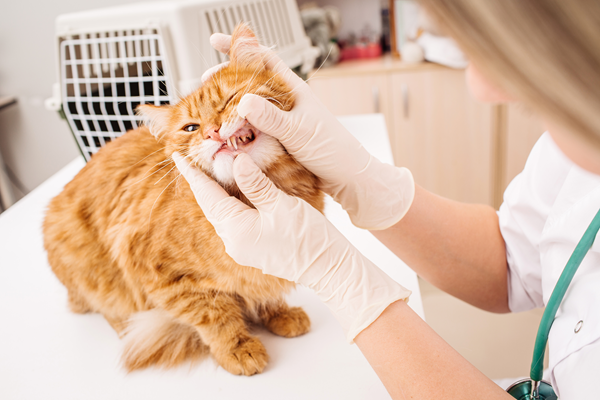 image for How Treating Your Pet’s Periodontal Disease Can Improve Their Health and Longevity